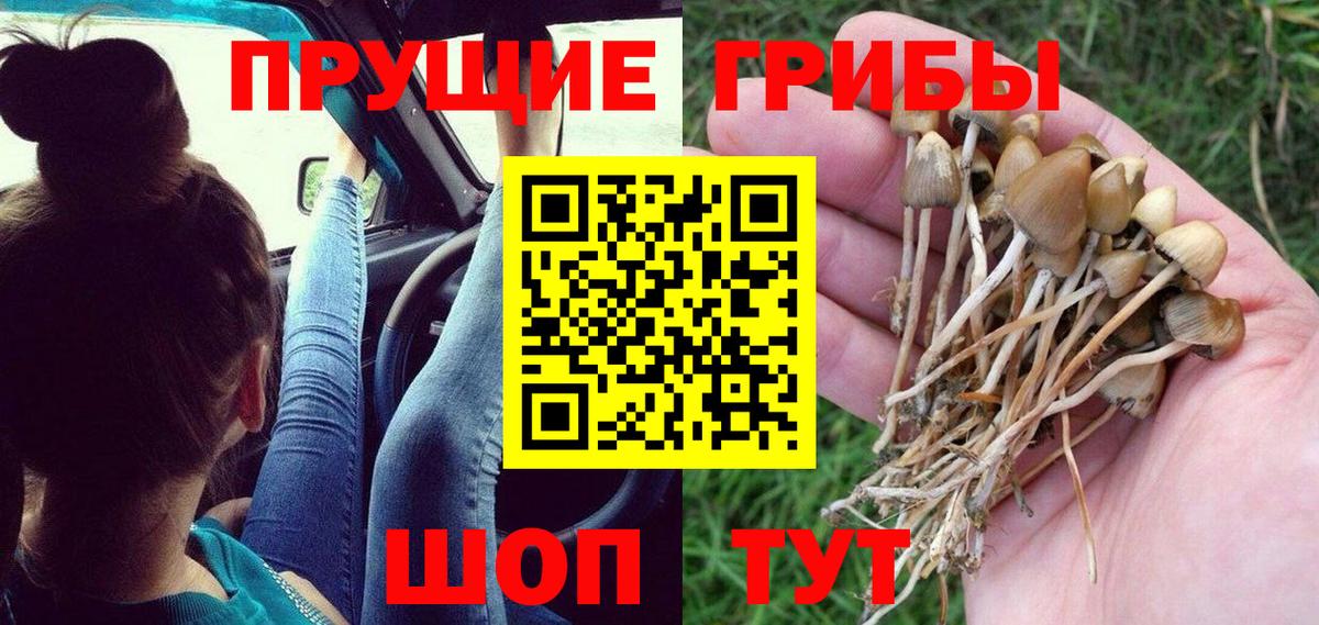 Псилоцибиновые грибы Cubensis Мирный